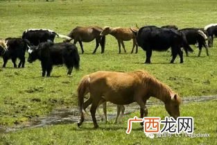 风马牛不相及什么意思,风马不相及是不是成语？