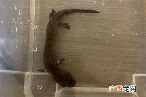 野生娃娃鱼是国家几级保护动物,娃娃鱼智商相当于人的几岁？