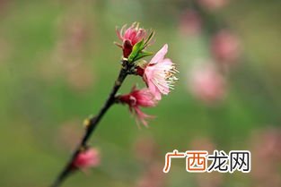 春寒料峭是什么意思,成语春寒什么俏？