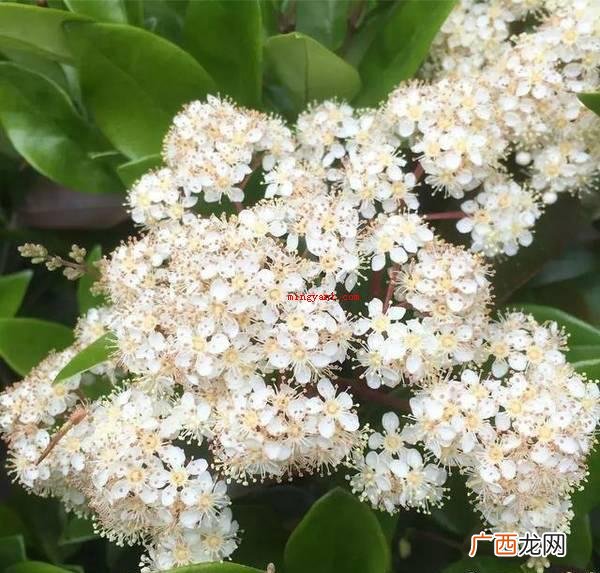 石楠花味是什么气味？