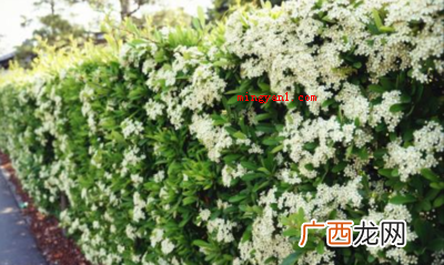 石楠花味是什么气味？