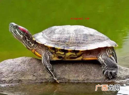 巴西龟寿命一般有多少年？
