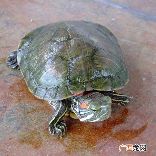巴西龟寿命一般有多少年？