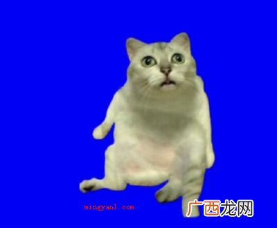 奇怪的知识增加了是什么梗?