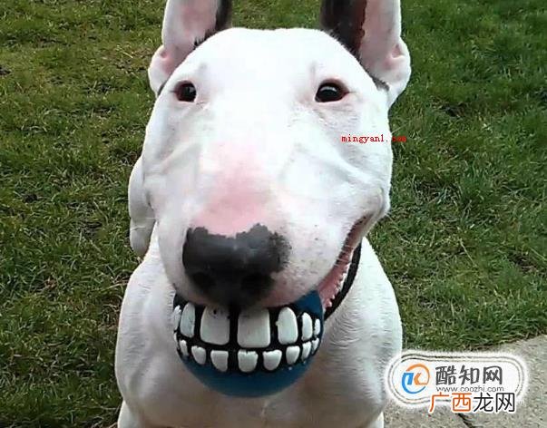 长得像孙红雷的狗狗是什么品种好养吗