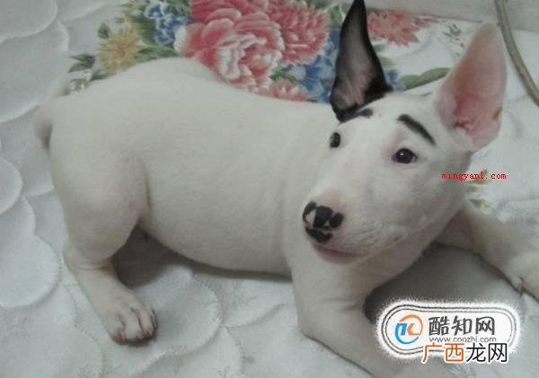 长得像孙红雷的狗狗是什么品种好养吗