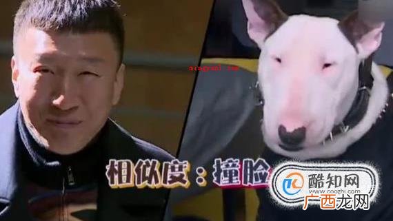 长得像孙红雷的狗狗是什么品种好养吗