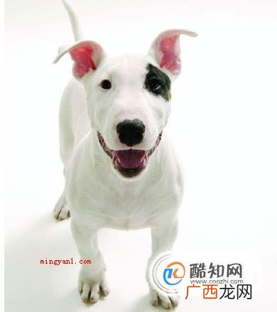 长得像孙红雷的狗狗是什么品种好养吗