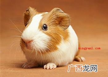 荷兰猪吃什么？