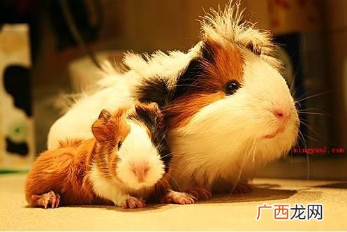 荷兰猪吃什么？
