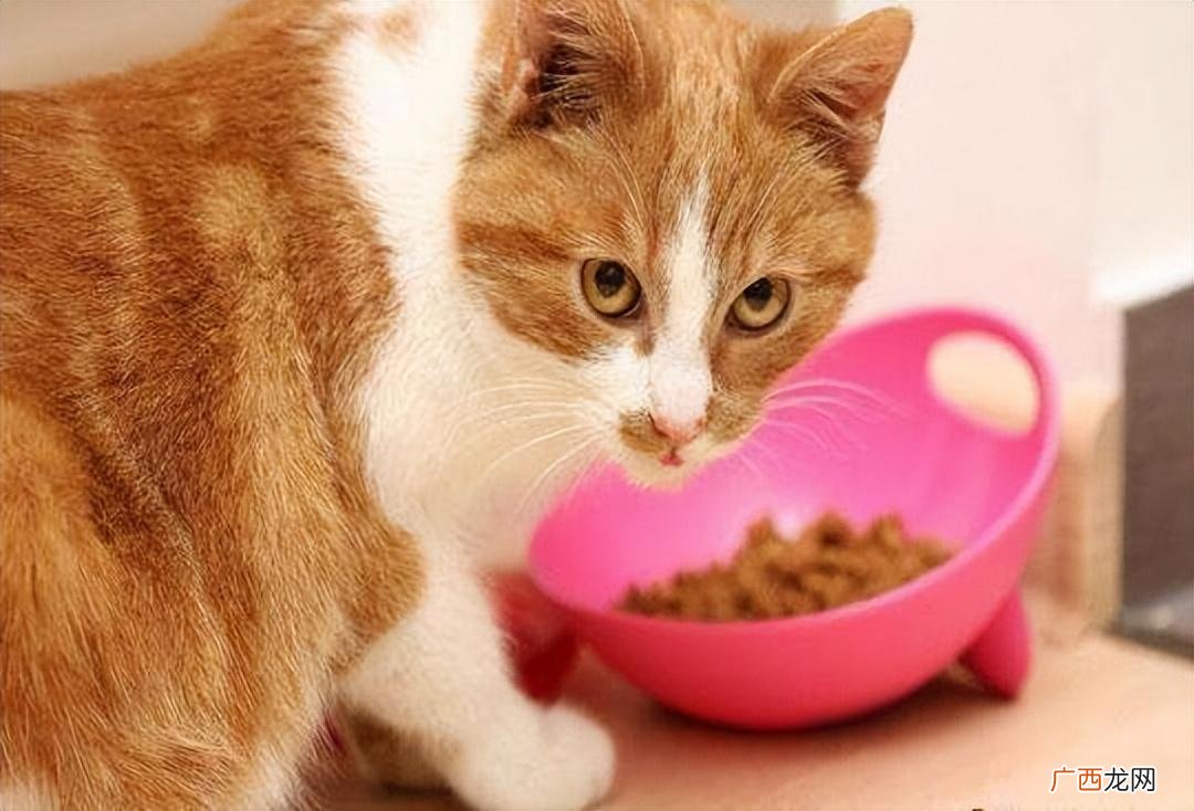 2022年爆款猫粮排名推荐 什么牌子的猫粮好