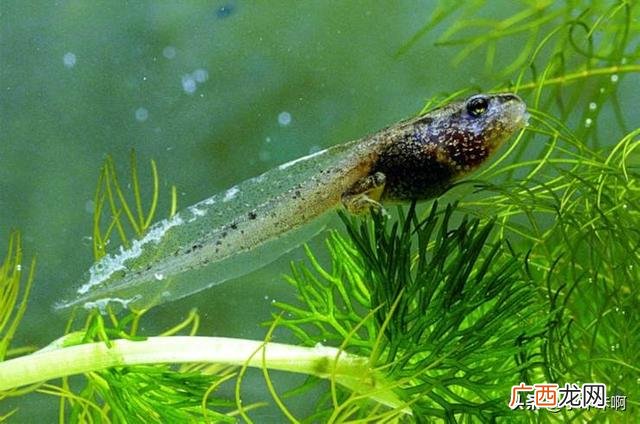 frog是什么意思,f r o g的英语音标是什么？