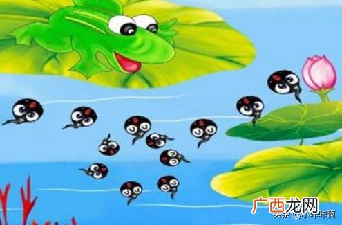 frog是什么意思,f r o g的英语音标是什么？