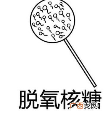脱氧核糖是什么意思什么梗 脱氧核糖指代啪啪啪行为