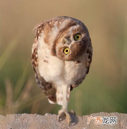 逗比是什么意思？挺逗的二比犯二傻有点可爱 傻逼逗比呆逼区别