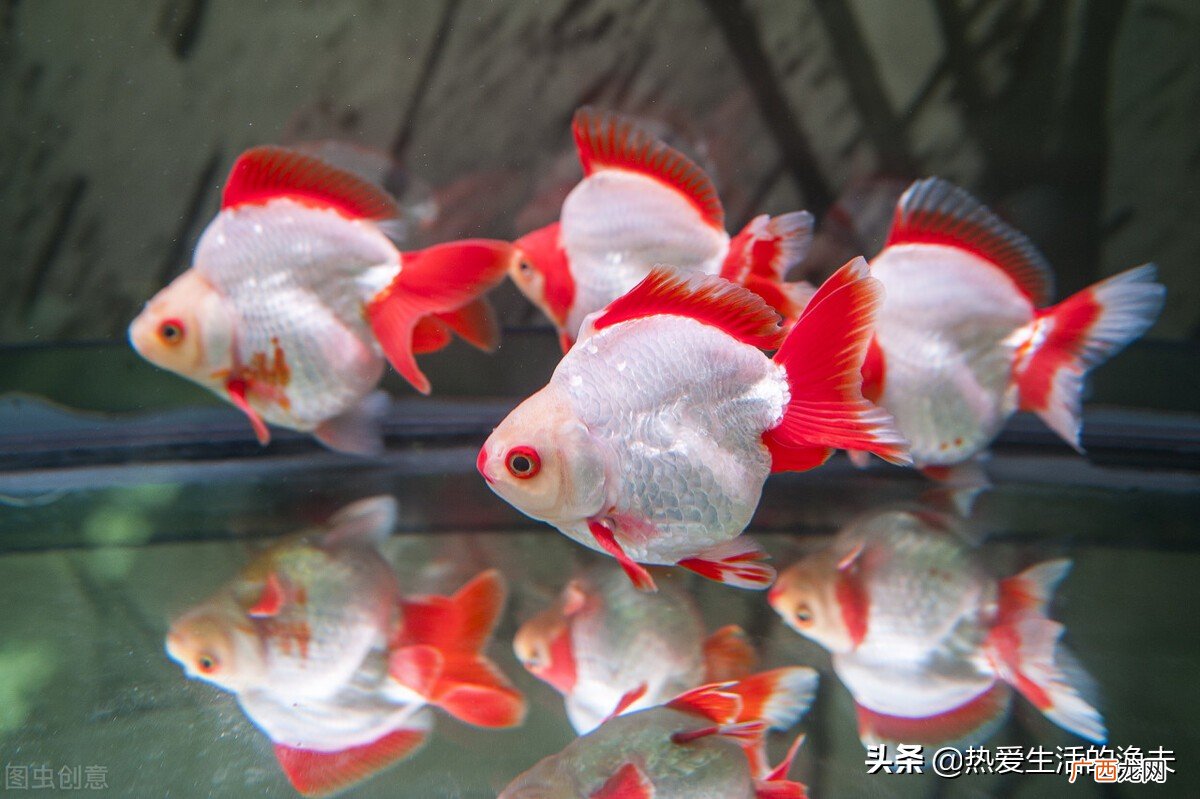 怎样给金鱼换水才是最科学的 金鱼换水的正确方法