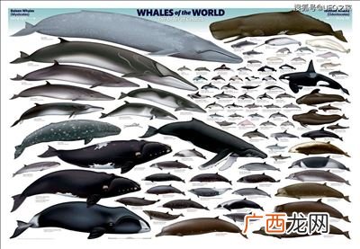 鲸鱼种类,鲸鱼属于什么类动物?