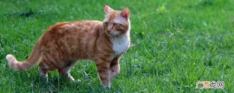 猫咪在草地玩了,身上可能会有虫子 猫咪在草地玩了身上会不会有虫子