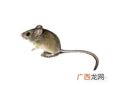 怎样捕捉老鼠的好方法,除老鼠的最好办法？