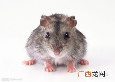 房间有老鼠怎么办小窍门,房间有老鼠怎么办用什么驱赶老鼠？