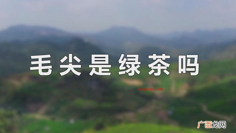 毛尖是绿茶吗