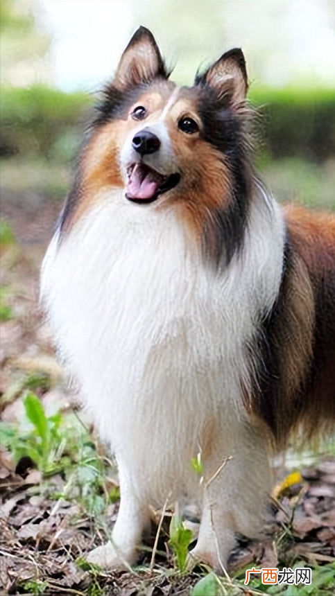 建议你养喜乐蒂是有原因的 喜乐蒂牧羊犬的优点和缺点