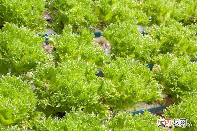 家庭小型无土栽培有机蔬菜技术 无土栽培有机蔬菜种植方法
