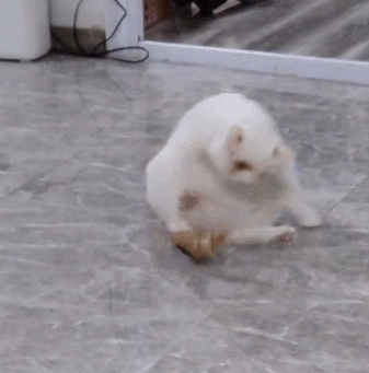 要帮它舔一口吗？ 猫咪为什么喜欢用菊花对着你?