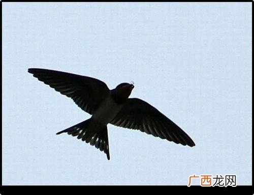 燕子尾巴像什么样子,燕子的尾巴为什么都像剪刀一样？