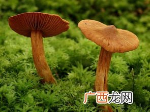 躺在床上种蘑菇是什么意思,种蘑菇是什么梗？