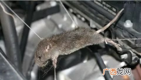 风油精如何驱赶老鼠,床底老鼠怎么处理？