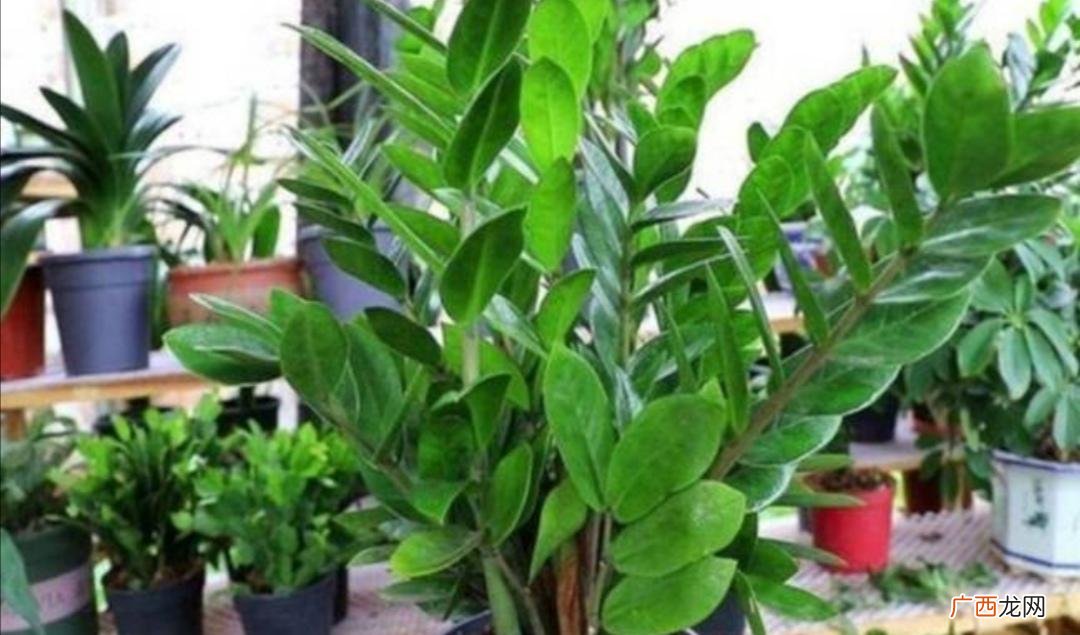 家里客厅旺财镇宅植物 室内喜阴又旺财的植物