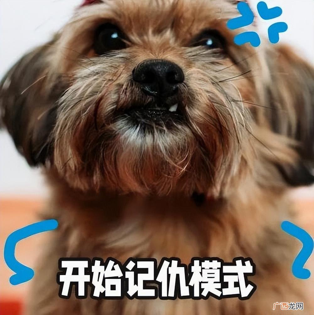 当一只狗记仇时，它就会有下面这些行为 狗狗记仇的表现