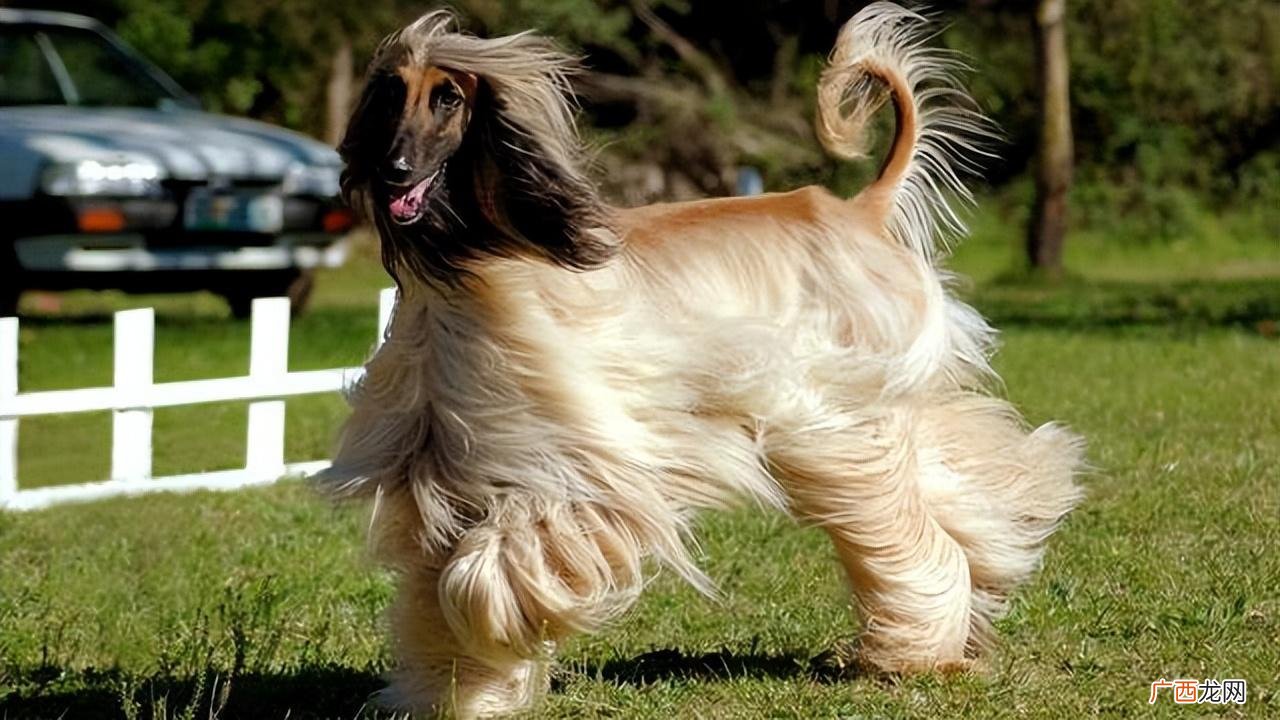 为什么我国禁养阿富汗猎犬你知道原因吗 阿富汗猎犬为什么禁养