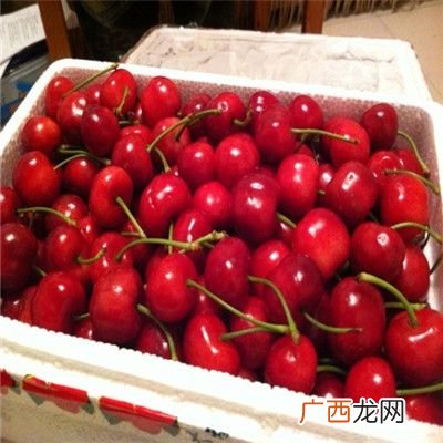 红灯樱桃品种介绍,红灯樱桃是车厘子吗？
