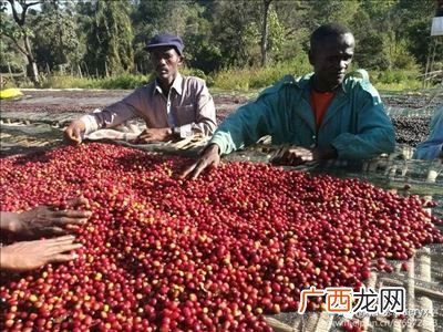 咖啡豆的加工方法有几种,咖啡豆怎么做成咖啡？