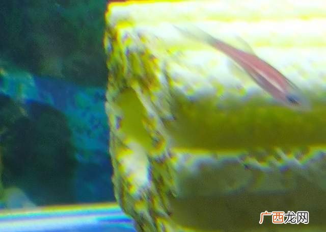 为什么不能一直开鱼缸灯 鱼缸24小时开灯对鱼有影响吗