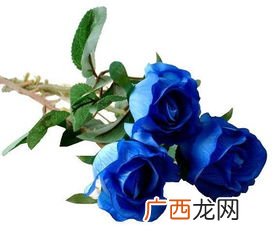 蓝玫瑰代表什么意思,蓝玫瑰代表什么意思？