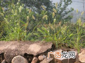 墙头草是什么意思,四大墙头什么意思？