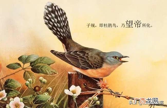 出生就谋杀的杜鹃鸟被称为是益鸟 杜鹃鸟是布谷鸟吗