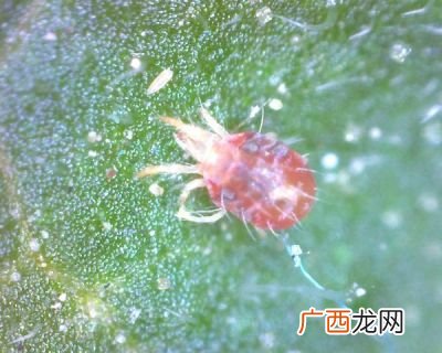 螨虫怕不怕紫外线臭氧,臭氧除螨有用吗?