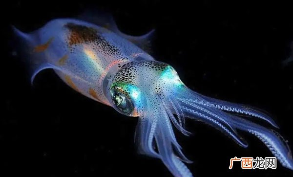 难道乌贼比人类高级吗 乌贼为什么是四维生物