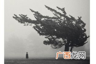 树欲静而风不止什么意思,树欲静而风不停的意思？