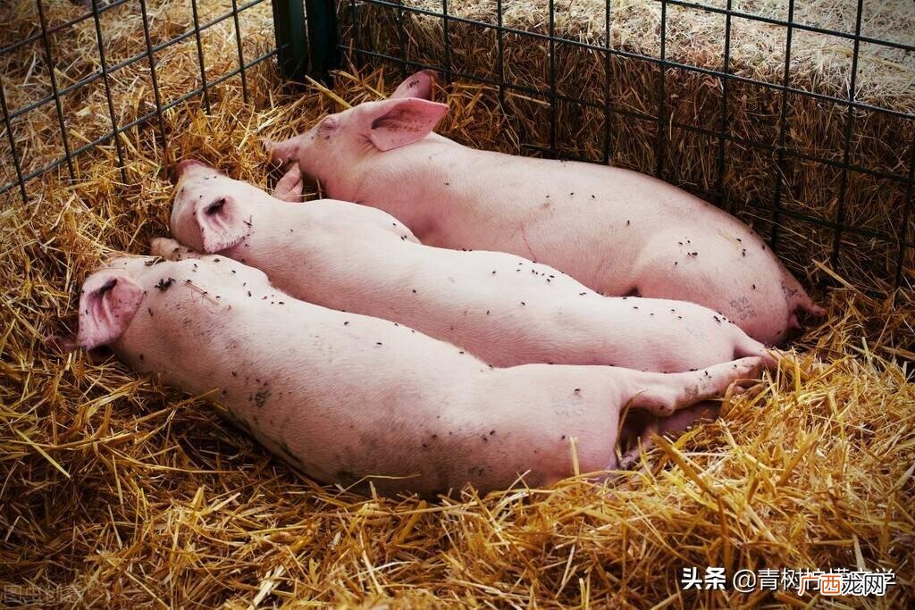 古人对动物上门的讲究 家里进猫代表什么预兆