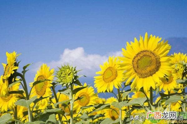 向日葵花如何养才能延长花期 向日葵什么时候开花