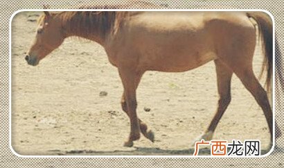 三河马三河牛的产地是,我国五大牧场分别是哪里？