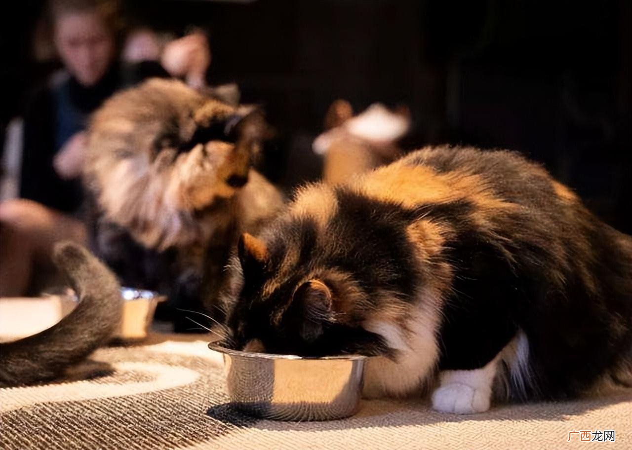 猫粮哪个牌子质量好性价比高 猫粮品牌十大排行