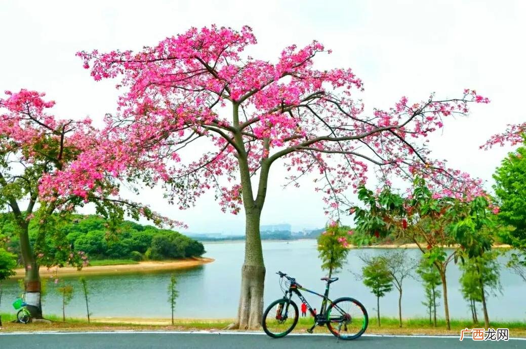 东莞旅游必去的十大免费景点 东莞十大免费景区推荐