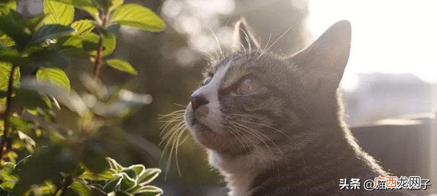 需要检查什么? 领养流浪猫咪需要注意什么