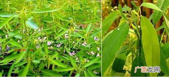 奇妙的植物有哪些？